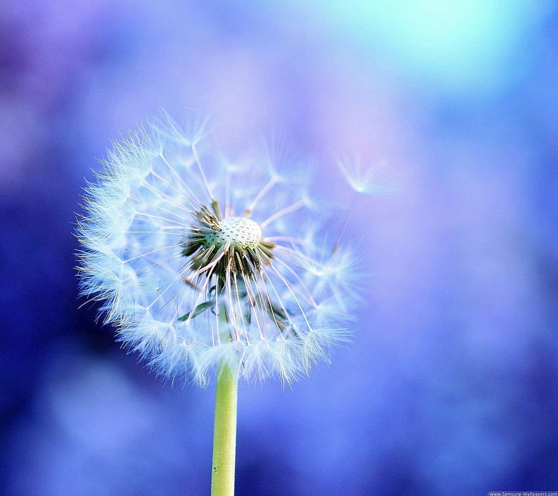 Dandelion, blue, flower, plant, samsung, HD wallpaper | Peakpx