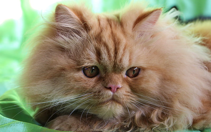 Persian cat, fluffy red cat, domestic cats, cute animals, cats, HD wallpaper