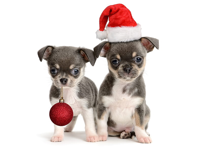 Merry Christmas!, red, craciun, christmas, caine, hat, cute, santa, ball, white, couple, puppy, dog, HD wallpaper