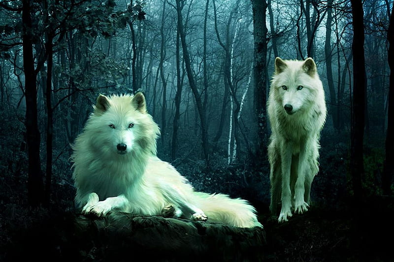 Arctic Wolves, forest, predators, wolf, artwork, scene, HD wallpaper ...