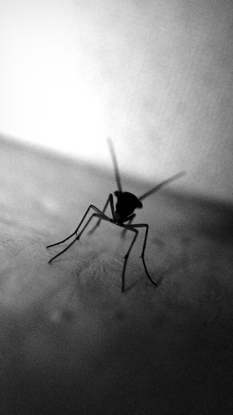 Mosquito, animal, black and white, blood, deadliest, HD phone wallpaper