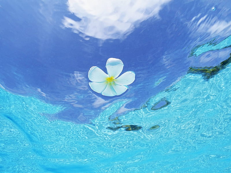 White Plumeria Frangipani floats on clear blue waters of The South Pacific Islands, polynesia, french, plumeria, bonito, sea, turquoise, lagoon, bora bora, aqua, south pacific, blue, exotic, islands, clear, ocean, south, waters, water, frangipani, paradise, flower, island, tahiti, white, tropical, floats, HD wallpaper