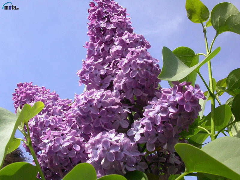 Purple Lilacs,for my dear friend Sherry Ann ( Sherry Ann1971 ), lilac, friend, purple, flowers, nature, gift, HD wallpaper