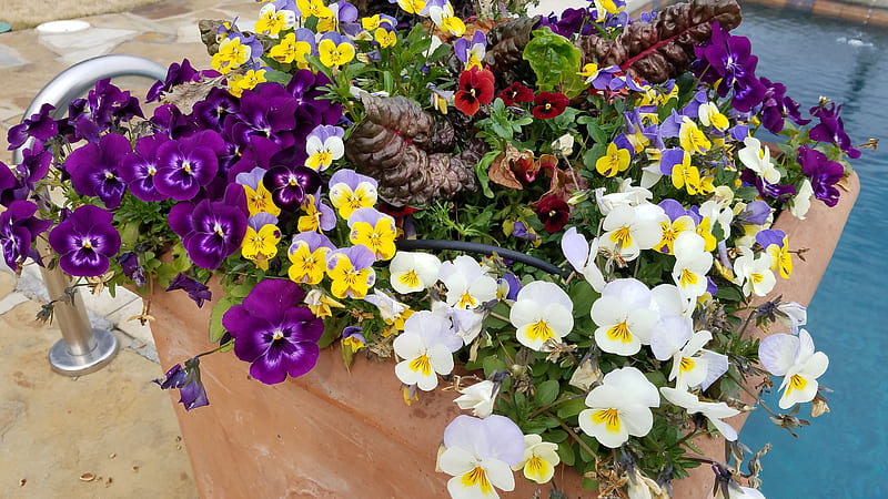 Spring Flowers, blue, coolwave, flowers, nature, pansies, purple, spring, viola, yellow, HD wallpaper