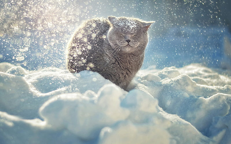 British Shorthair Cat, winter, snowdrift, gray cat, cute animals, cats, domestic cat, British Shorthair, HD wallpaper