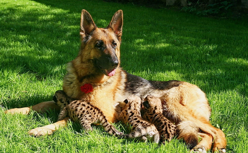 Mam Dog Adoption, german shepherd, grass, small leopards, dog, HD wallpaper