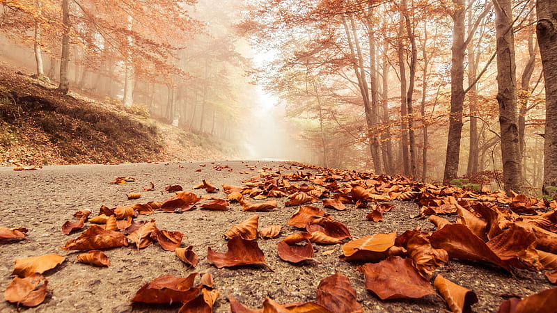 Leaves Fall On Road, leaves, nature, road, HD wallpaper