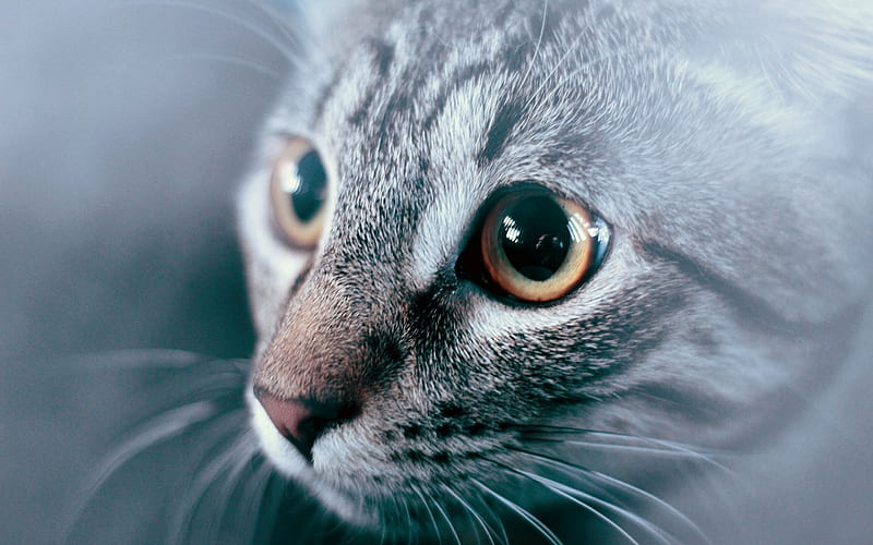 american shorthair cat, big eyes, pets, cats, cute animals, HD wallpaper