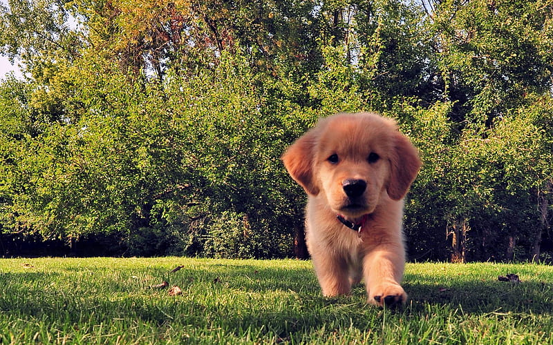 dogs, golden retriever, lawn, small dog, puppy, grass, cute animal, labrador, HD wallpaper