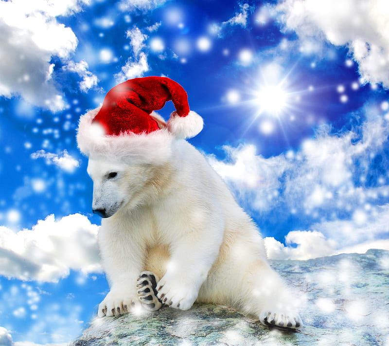 Christmas Bear, snow clouds sky, white polar bear, HD wallpaper | Peakpx
