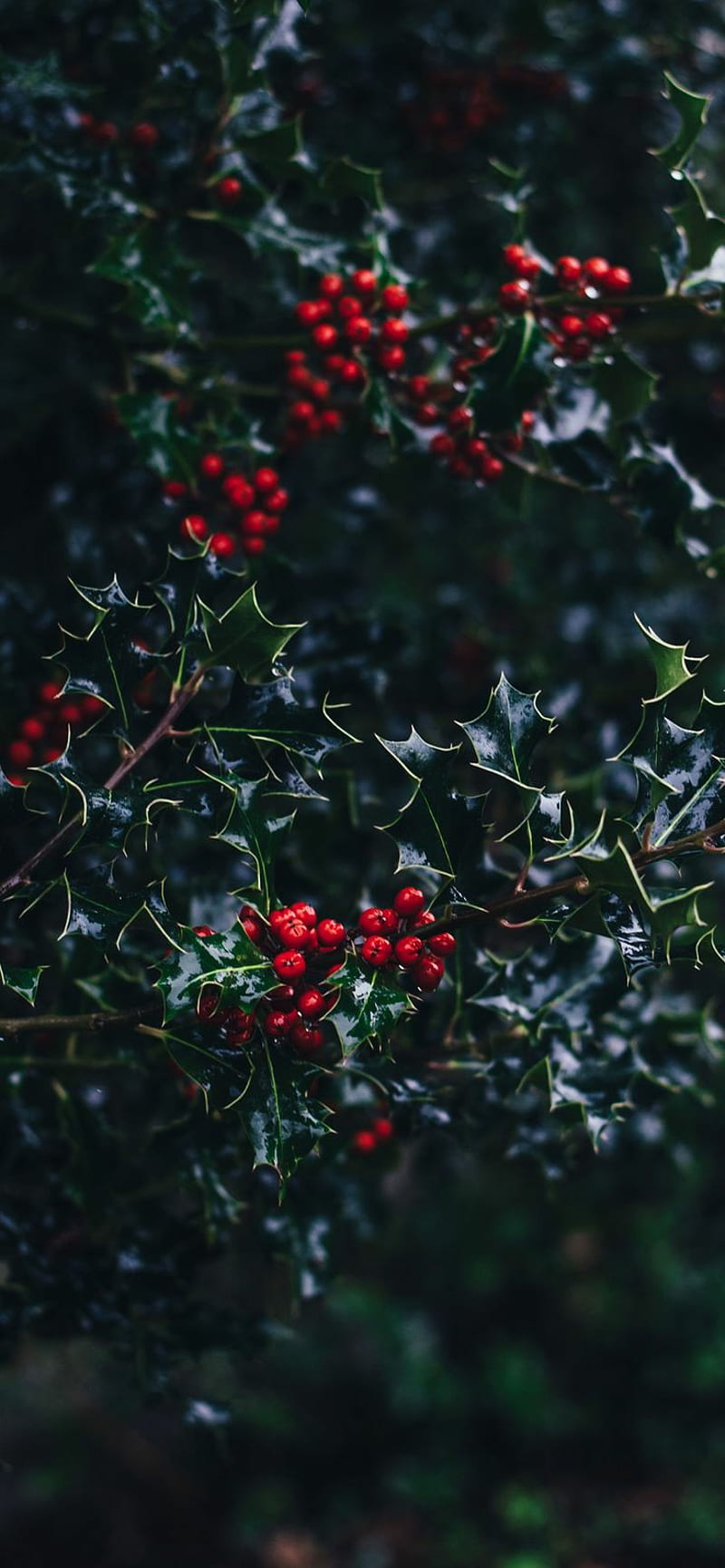 Holly, christmas, holidays, nature, HD phone wallpaper