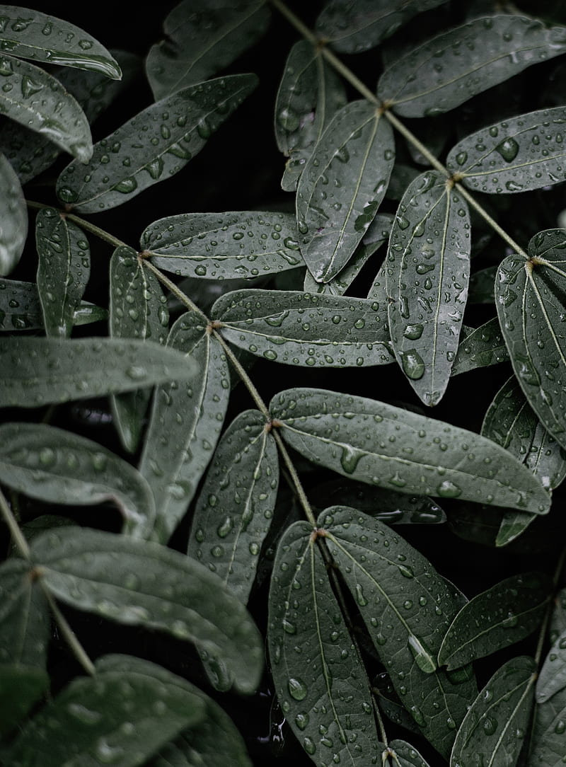 leaves, macro, wet, drops, HD phone wallpaper