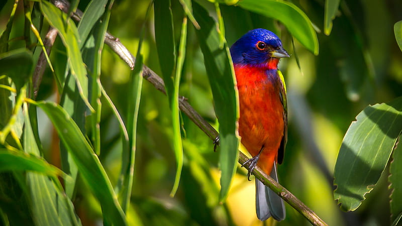 Blue Red Bird Is Standing On Plant Stem In Blur Green Leaves Background Birds, HD wallpaper