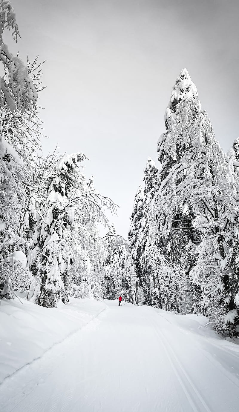 skier, silhouette, snow, trees, winter, HD phone wallpaper