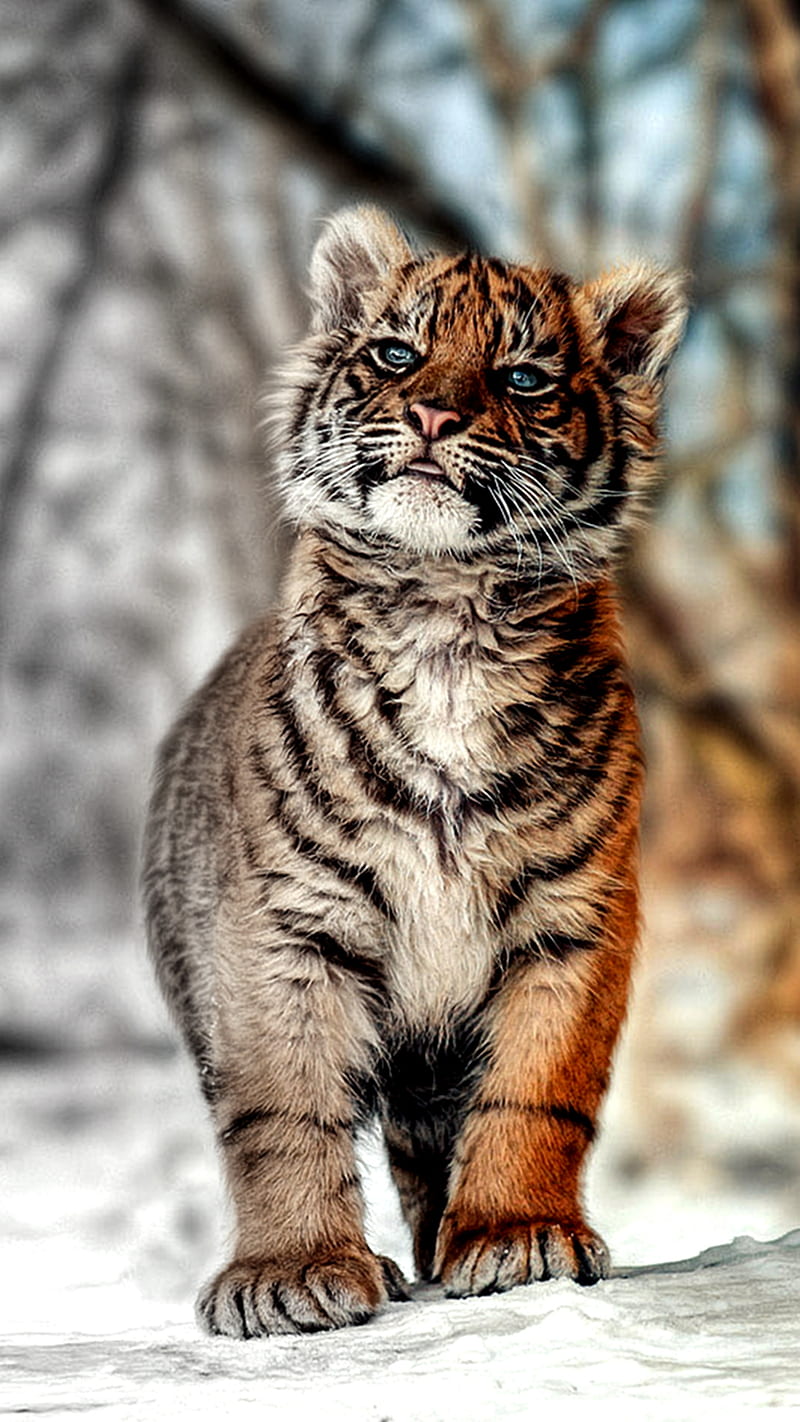Tiger, wild, HD phone wallpaper