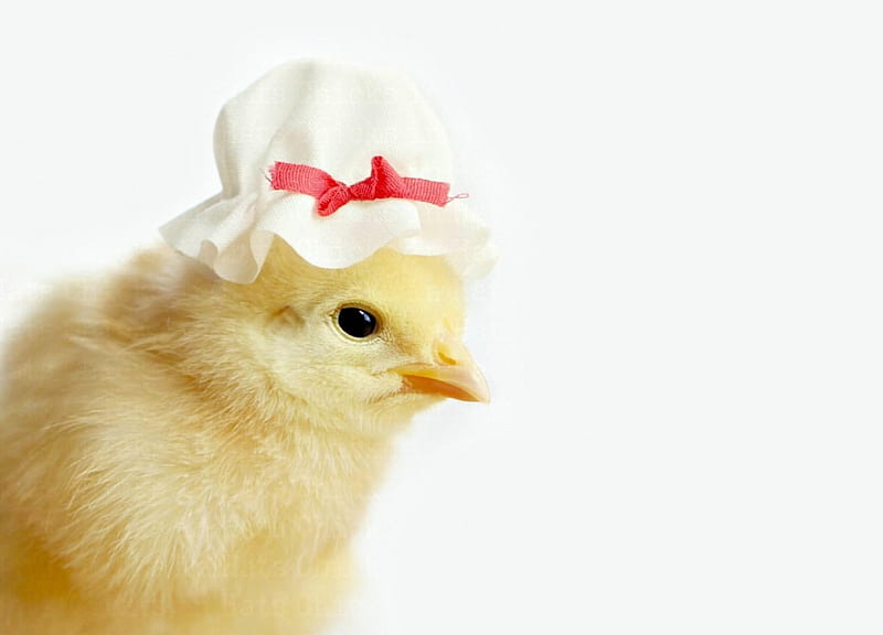 Chick, red, yellow, chicks in hats, easter, card, cute, julie persons, bird, funny, white, HD wallpaper