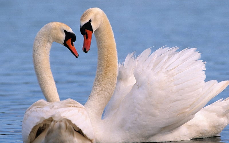 Intimate White Swan, HD wallpaper