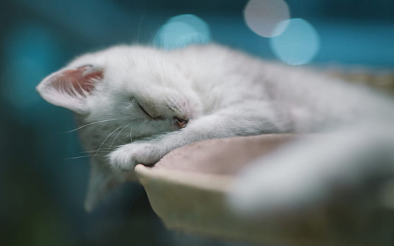 American Shorthair, kitten, white cat, bokeh, domestic cat, sleeping cat, pets, cats, American Shorthair Cat, HD wallpaper