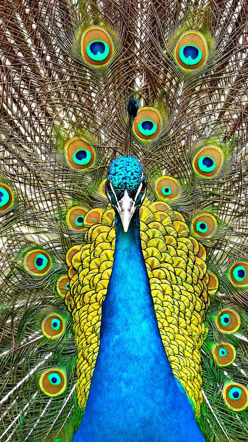 peacock, bird, colorful, feather, HD phone wallpaper