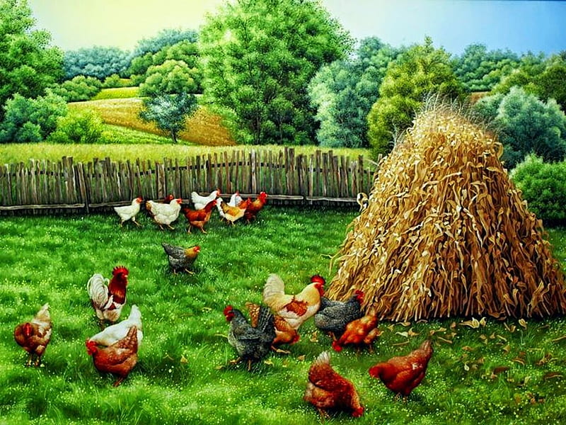 Poultry, rooster, hens, trees, straw, landscape, HD wallpaper