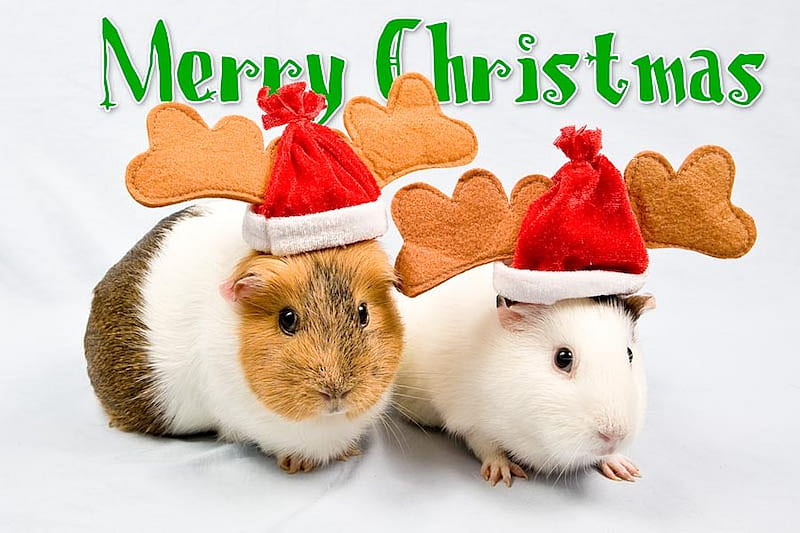 Ratones de navidad, navidad, vacaciones, ratones, dulce, sombrero, Fondo de  pantalla HD | Peakpx