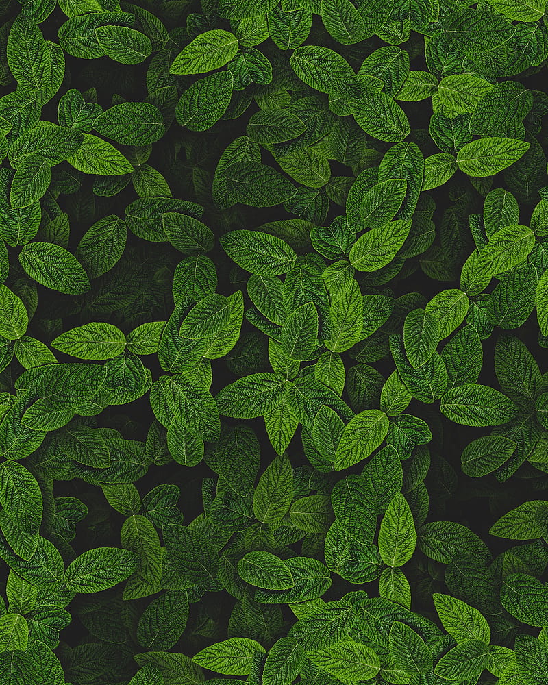 mint, leaves, plant, bushes, HD phone wallpaper