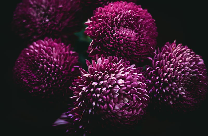 closeup of five pink pompom flowers, HD wallpaper