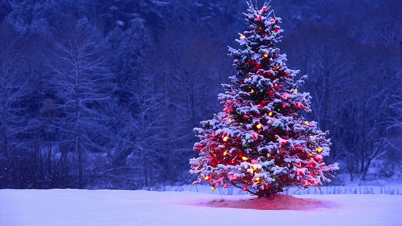Snow Covered Christmas Tree Decoration In Forest Background Christmas, HD wallpaper