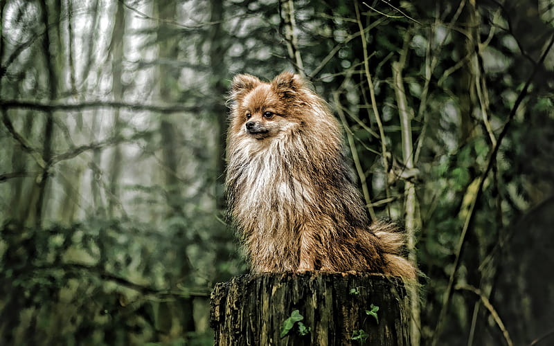 Spitz, forest, cute animals, fluffy dog, Pomeranian, bokeh, pets, dogs, Pomeranian Spitz, HD wallpaper