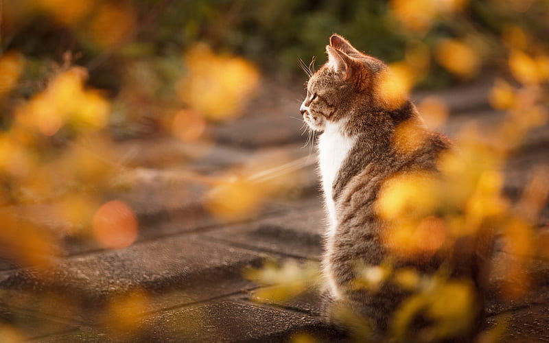 gray white cat, autumn, cute animals, cats, British shorthair cat, pets, HD wallpaper