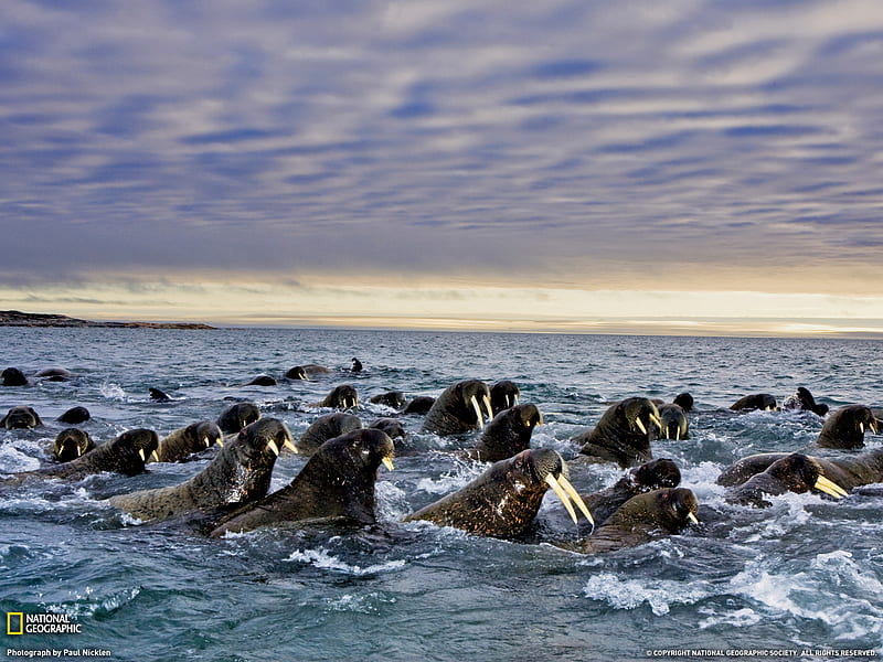 Walrus, oceans, seal, artic, animals, sea, HD wallpaper
