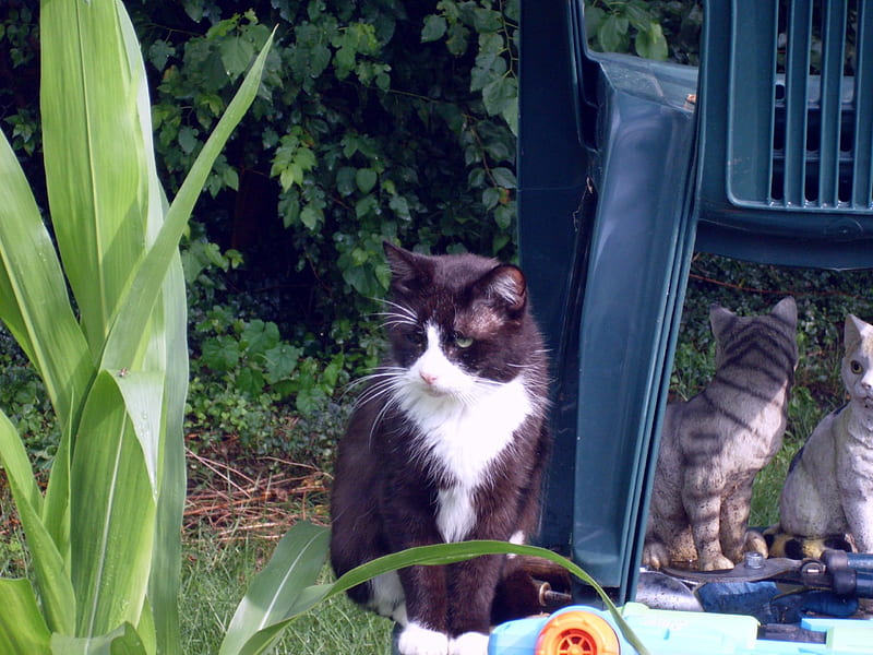 Felix Surveys His Kingdom, garden, Felix, Cat, Outdoors, HD wallpaper
