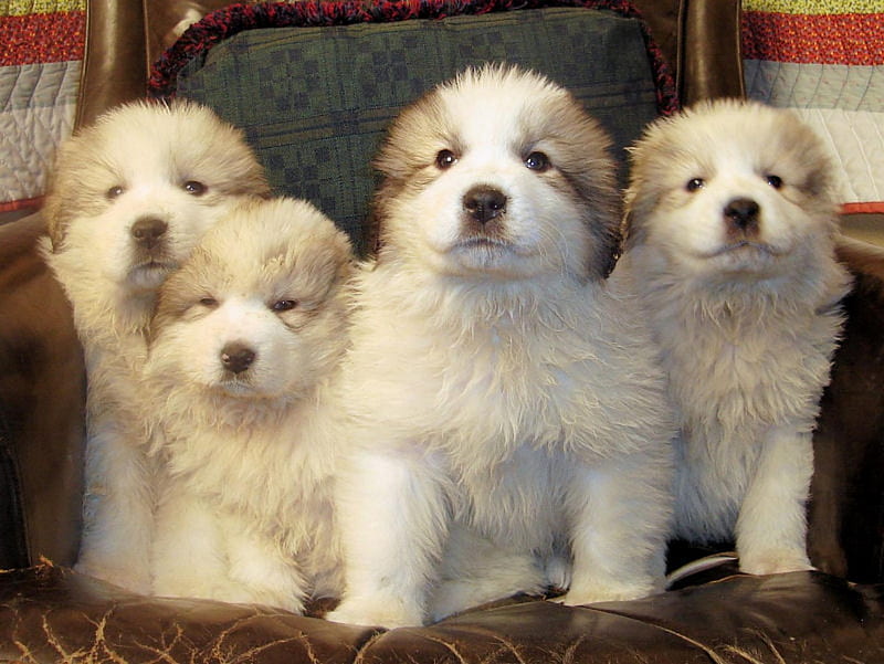 Great Pyrenees puppies, great pyrenees, sweet, puppy, dog, HD wallpaper