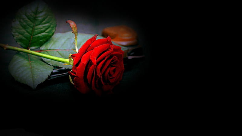 ~*~ Red Rose ~*~, black and red, red rose, single rose, single red rose, red flower, HD wallpaper