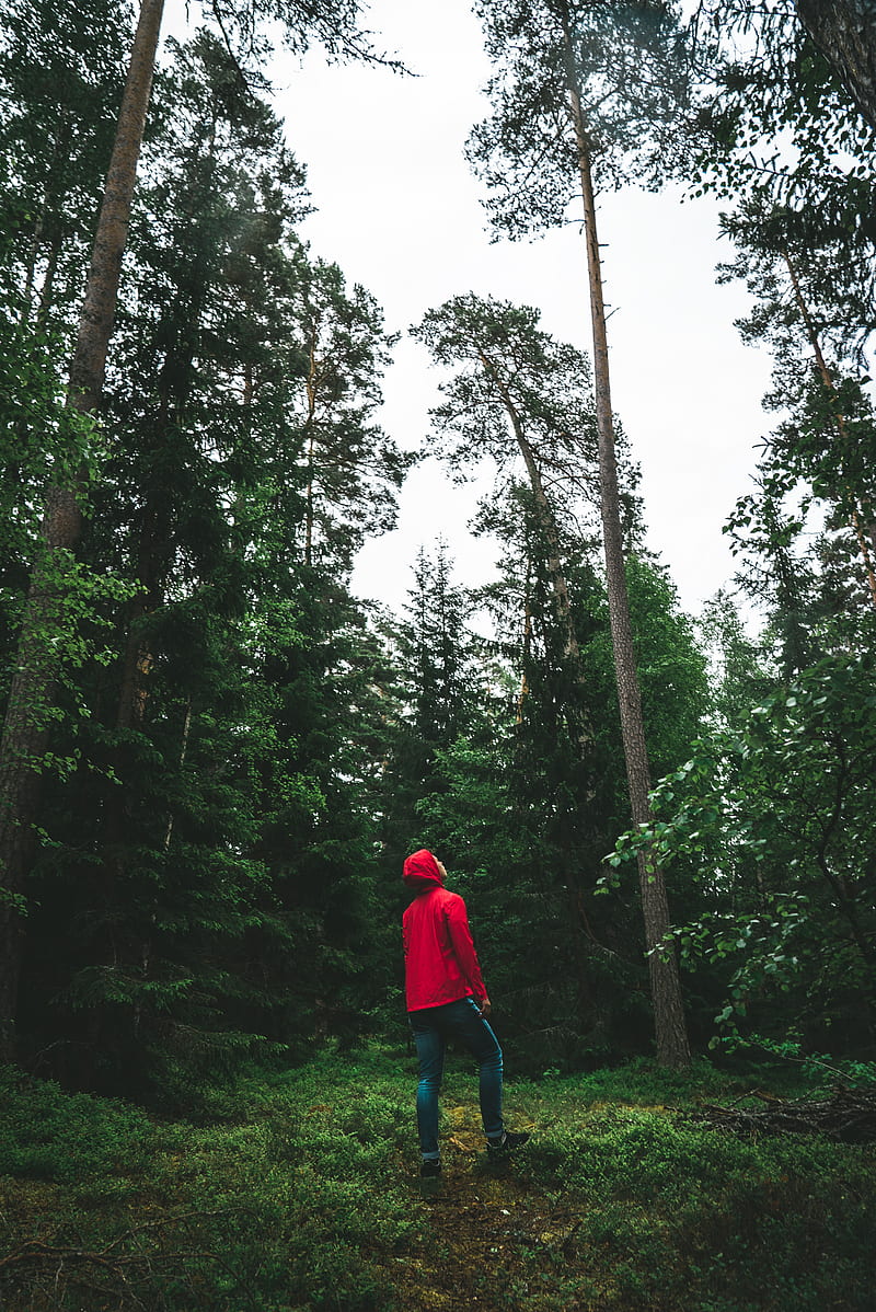 man looking up surrounded by trees, HD phone wallpaper