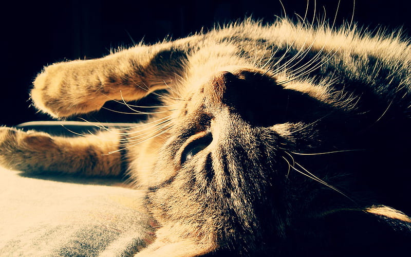 Good Morning Kitty!, pretty, sun, kitty, sunlight, bonito, tiger, tired,  cat, HD wallpaper | Peakpx