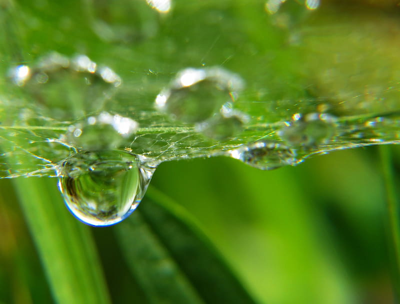 Dew Drop From Under A Spider's Web, waterdrop, grass, dew bubble, country, water, web, nature, rain, field, HD wallpaper