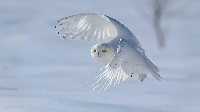 Snowy Owl Flight, owl, wings, bird, bird of prey, snow, white, animal, HD wallpaper