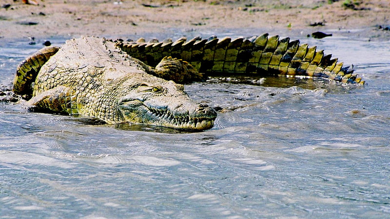 nile crocodile 2, animals, crocodile, HD wallpaper