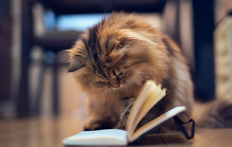 Lovely Bookworm, book, cat, reading, kitty, HD wallpaper