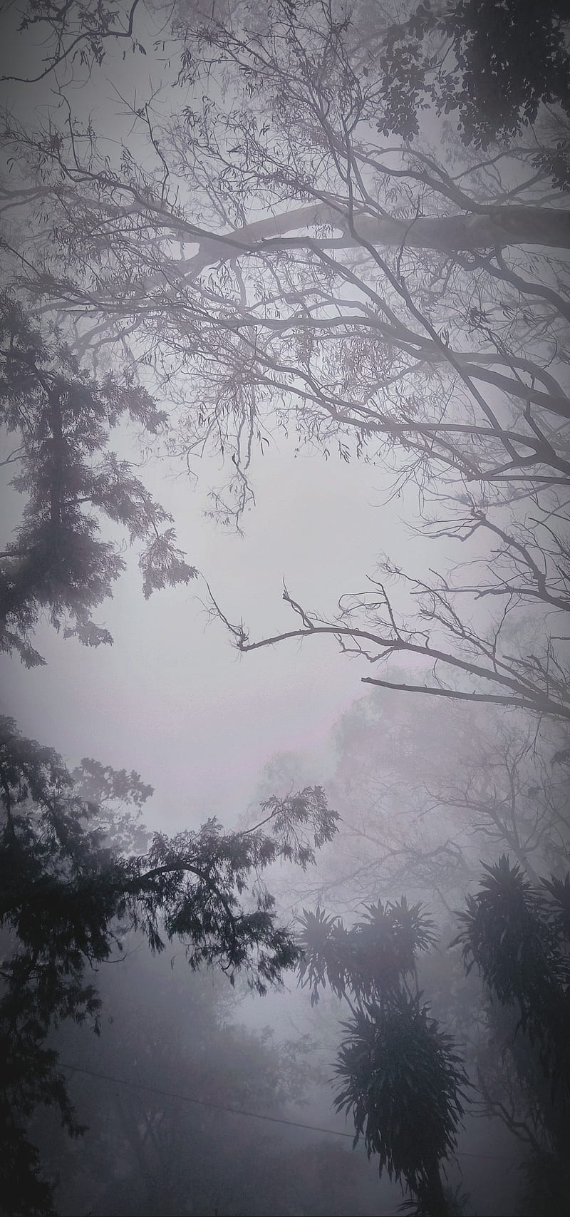 Monsoon mood, autumn, fogg, foggy, forest, mist, monsoon, nandhi hills, trees, vivo y15, HD phone wallpaper