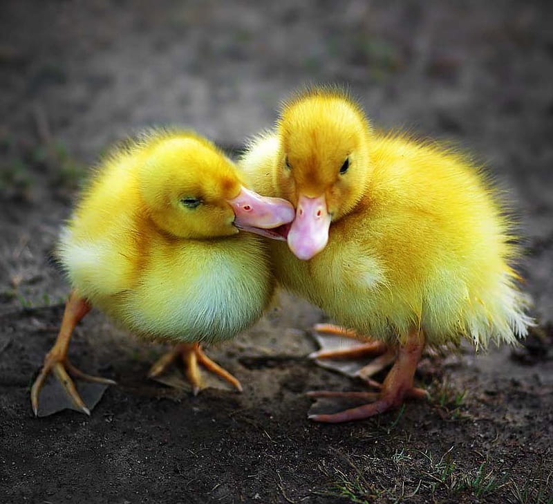 Do you have sweet dreams ?, good morning, together, ducks, yellow, bonito,  sweetheart, HD wallpaper | Peakpx