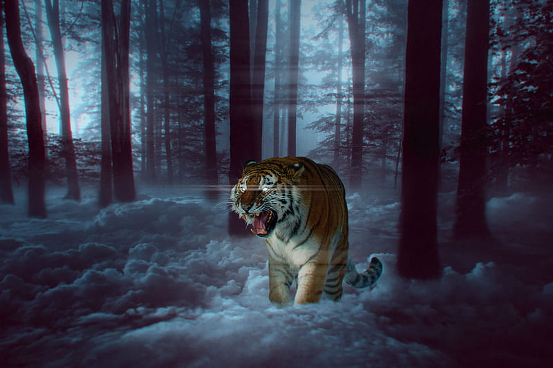 tiger, grin, hop, forest, fog, HD wallpaper