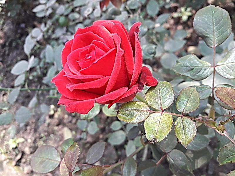 Red Rose, red, rose, green, leaf, HD wallpaper | Peakpx