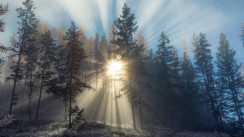 Sun Rays Piercing Through Evergreen Forest, sunset, nature, trees, forest, cool, fun, HD wallpaper