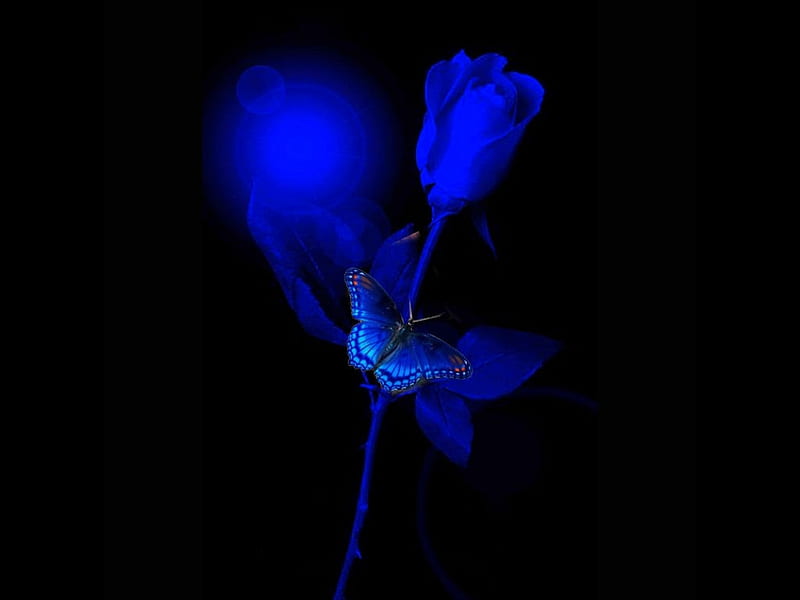Blue Rose and Butterfly, flower, color on black, butterfly, album, grandma gingerbread, HD wallpaper