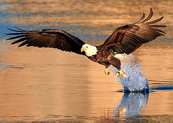 HD eagle fishing wallpapers