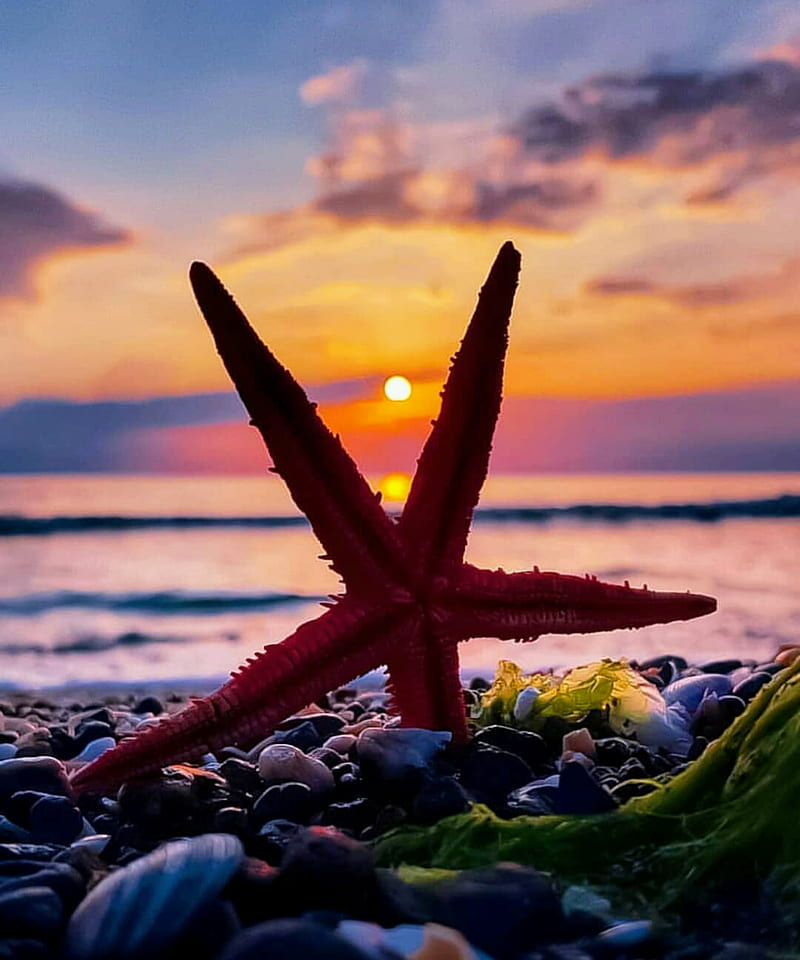 Starfish Island II, beach, landscape, ocean, sea, stars, sunset, water, HD phone wallpaper