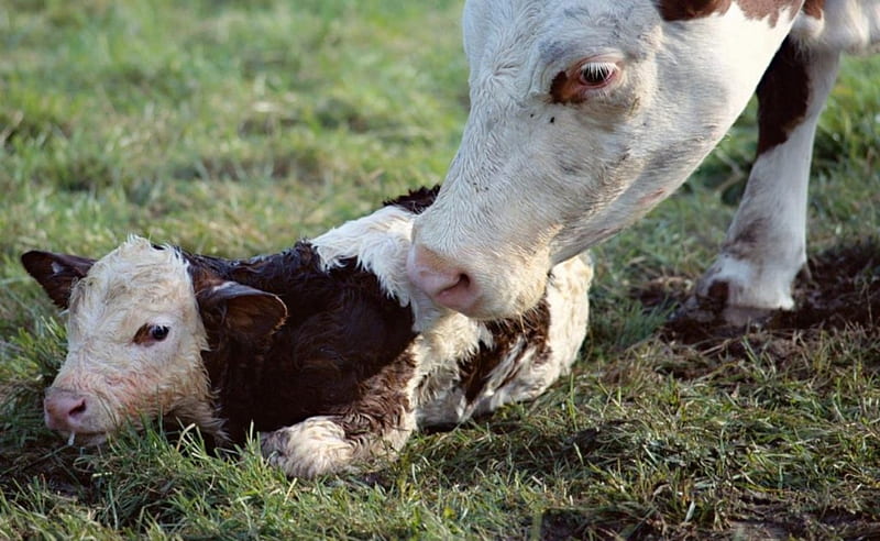New Born Calf, Baby, Cow, Calf, New Born, Mother, Cows, Animals, HD wallpaper