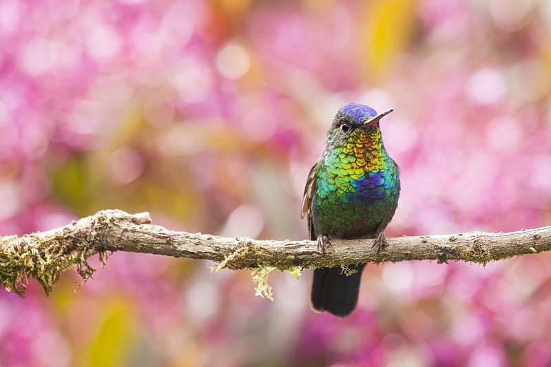 Humming-bird, cute, bird, green, colibri, branch, pink, sweet, HD wallpaper